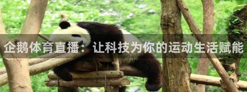 新球体育比分：企鹅体育直播：让科技为你的运动生活赋能